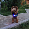 Image of Glow In The Dark LED Dog Safety Collar